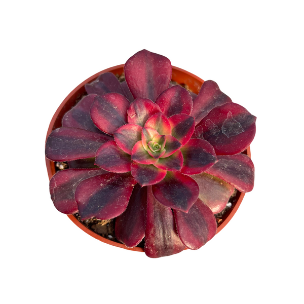 red variegated aeonium succulent imported from korea in 4" pot