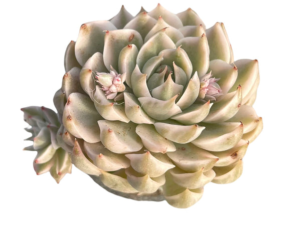 echeveria variegated grey and white rosette rare plant