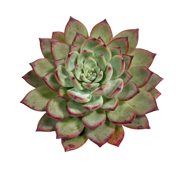 Echeveria Ratam