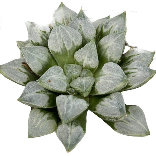 Haworthia Loveheart korean rare plant