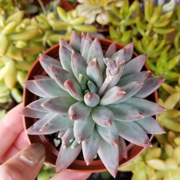 Pachyveria Compactum aka Little Jewel