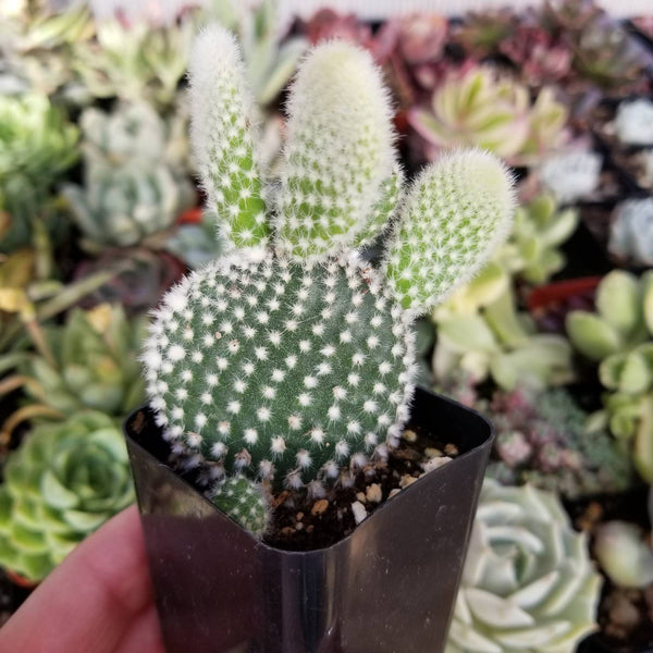 Echeveria Snow Bunny - Succulent Sunset Designs