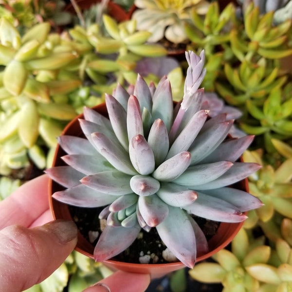 Pachyveria Compactum aka Little Jewel