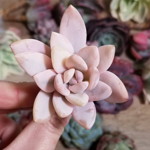 Rare Korea Echeveria Simonoasa Variagata