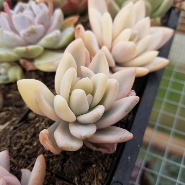 Rare Korea Echeveria Simonoasa Variagata