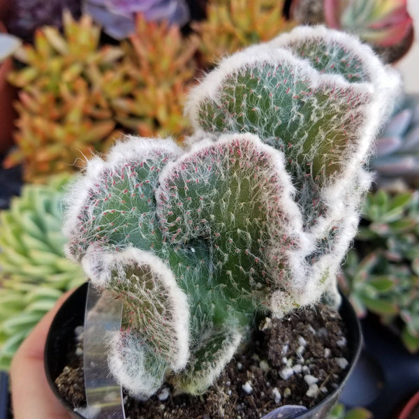 Cactus Opuntia Roller Coaster Crest