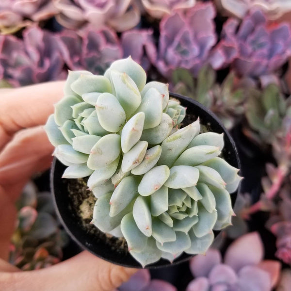 Echeveria Derenbergii Painted Lady