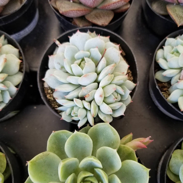 Echeveria Derenbergii Painted Lady