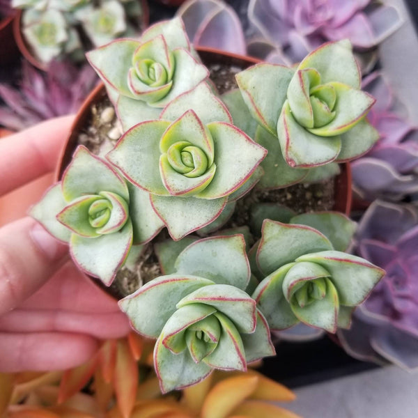 Crassula Perforata &#39;String of Buttons&#39;
