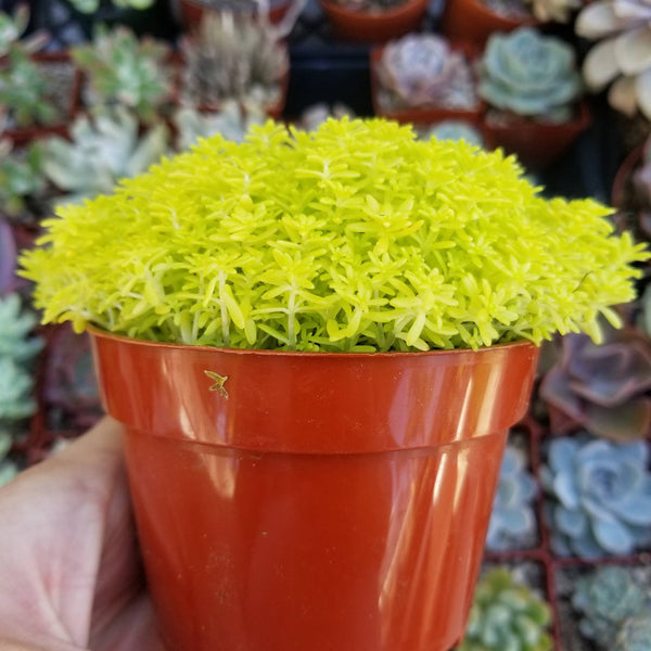Sedum Tokoyo Sun Succulent ground cover