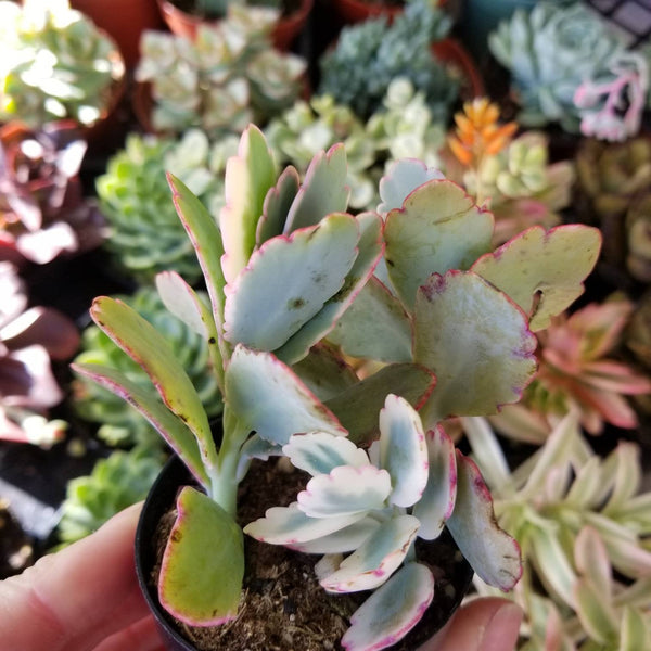 Kalanchoe Lavender Scallops variegata