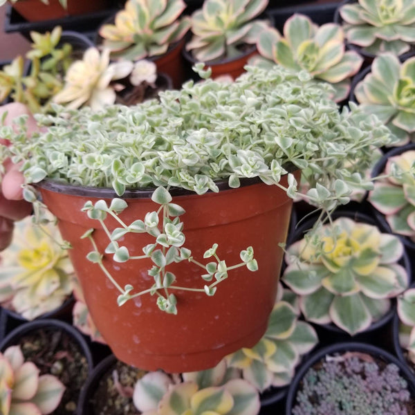 Sedum Little Missy