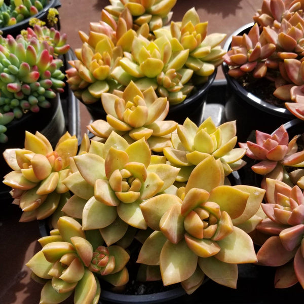 Sedum Adolphii Golden Sedum