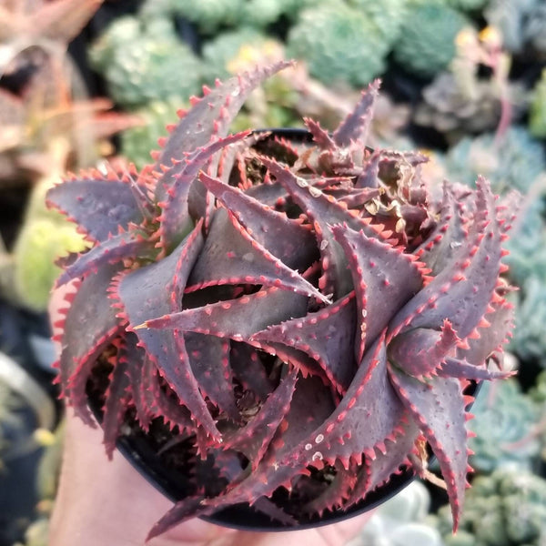 Aloe Christmas | Small Aloe | Aloe Christmas Carol