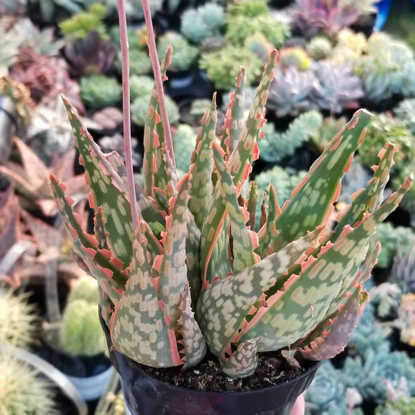 fan shaped succulent Aloe Plicatilis - Fan Aloe Rare | Fan Aloe Tree | Drought Tolerate Des