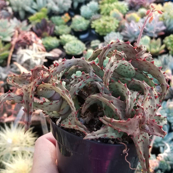 Aloe Castilloniae Rare