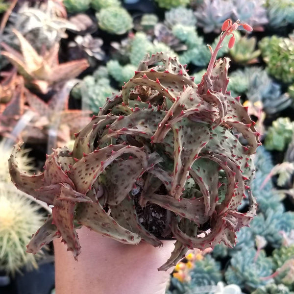 Aloe Castilloniae Rare