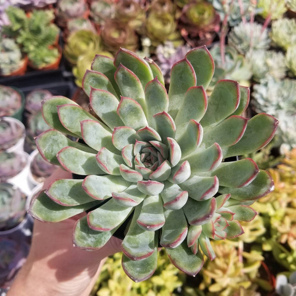 Echeveria Pulidonis