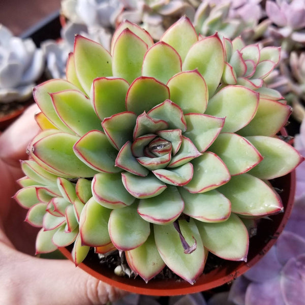 Echeveria Pulidonis