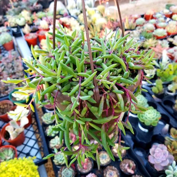 Othonna Capensis - Ruby Necklace