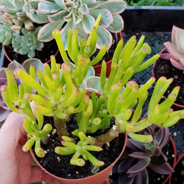 crassula conjuncta succulent Crassula Conjuncta Sun Star