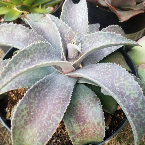 Mangave Manfrieda Barney