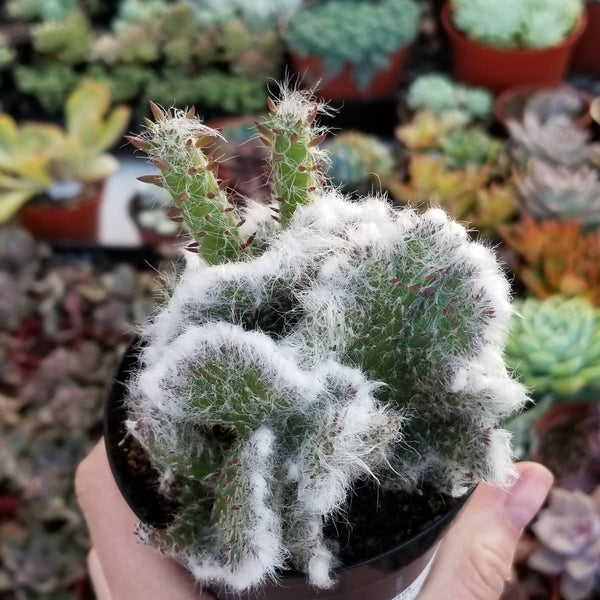 Cactus Opuntia Roller Coaster Crest