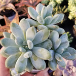 succulent moon silver Pachyphytum Moon Silver