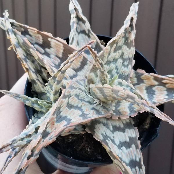 Rare Aloe Sidewinder