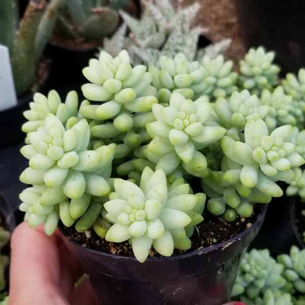 Sedum Morganianum Donkey Tail