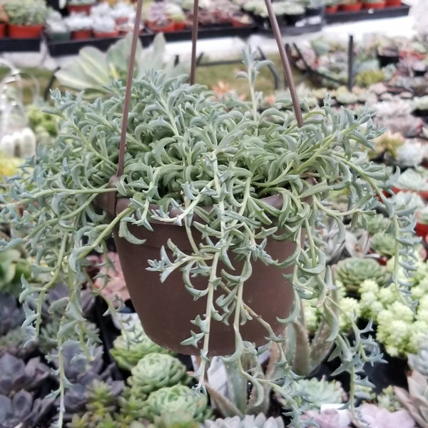 Senecio Peregrinus String of Dolphins