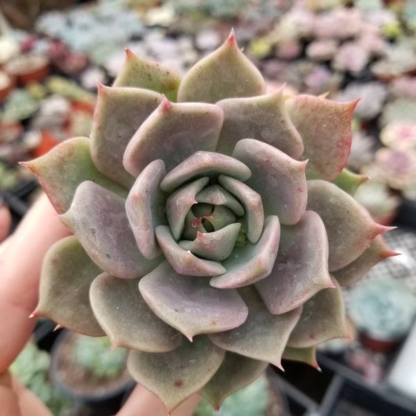Import Echeveria Pinky