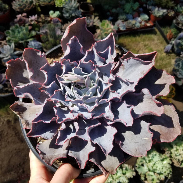 Echeveria Adromeda - Limited