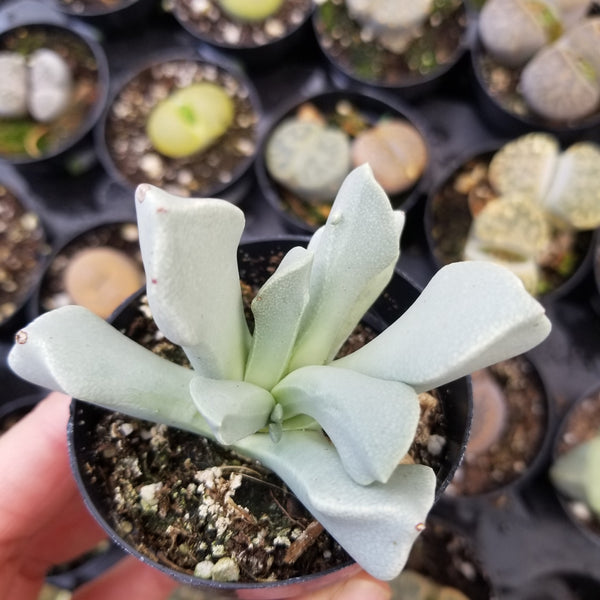 Schwantesia borcherdsii