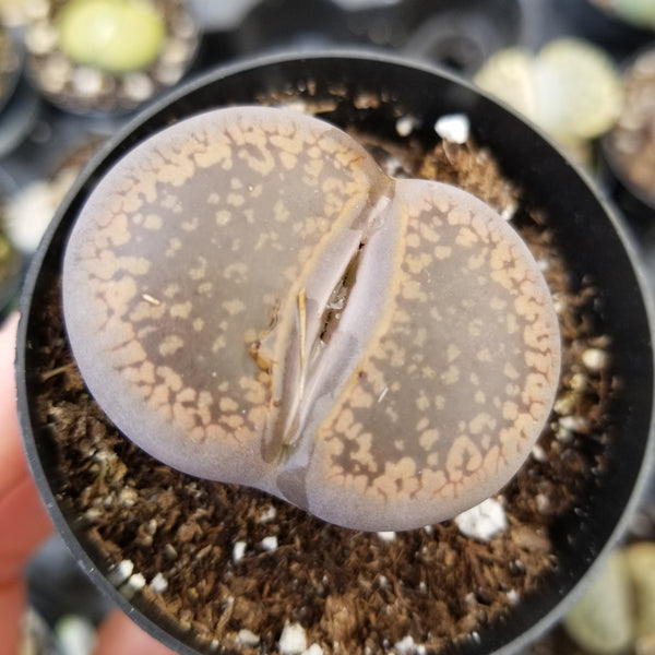Lithops-Bronze