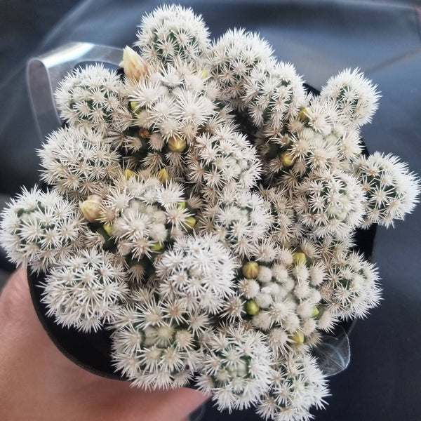 Cactus Mamillaria "Arizona Snowcap" | White Cactus | Live Cactus Plant | Houseplant | Indoor Plant | Low Maintenance Plant