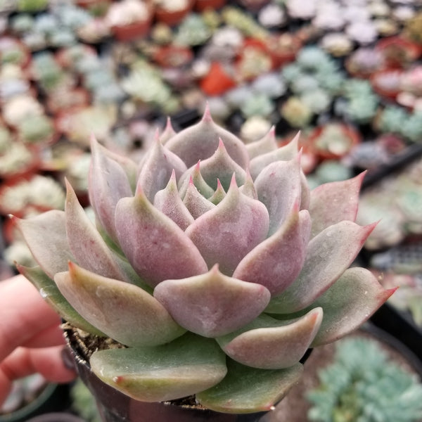 Import Echeveria Pinky