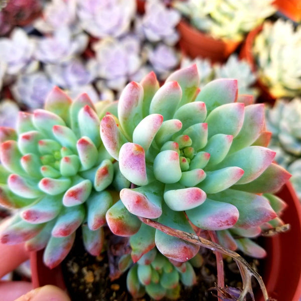 Sedeveria Blue Elf | 1 gallon plant | Full Sun