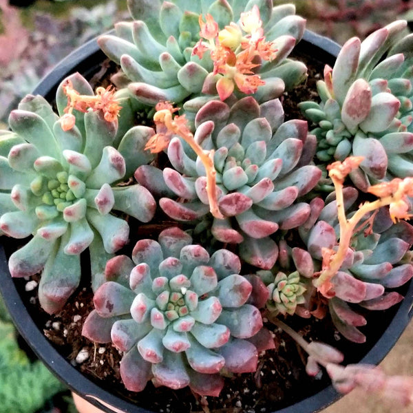 Sedeveria Blue Elf | 1 gallon plant | Full Sun