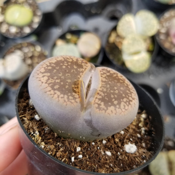 Lithops-Bronze