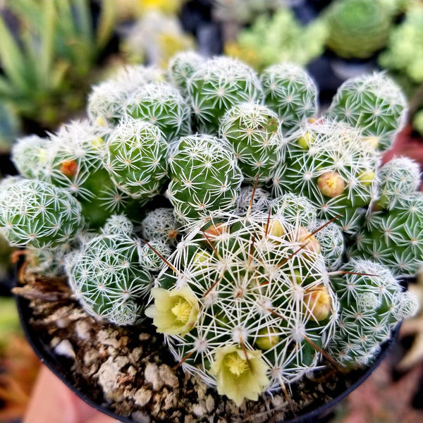 Cactus Mamillaria Thimble Cactus