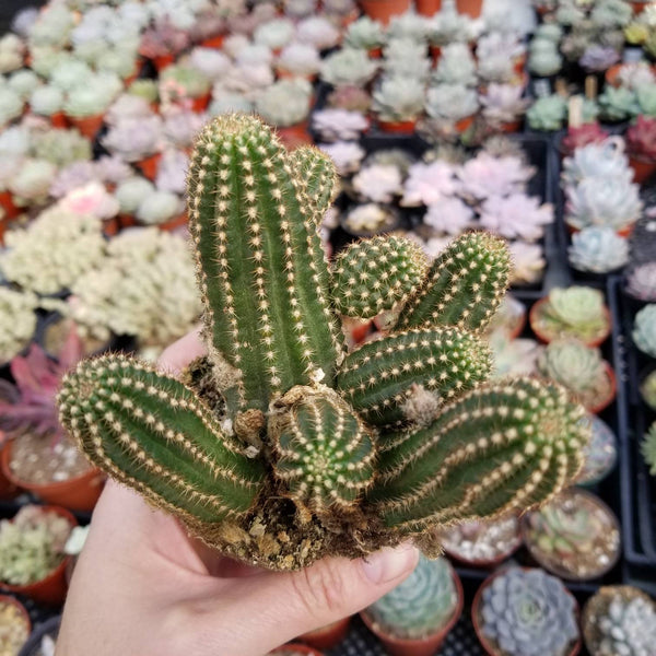 cinnamon succulent Kalanchoe Cinnamon