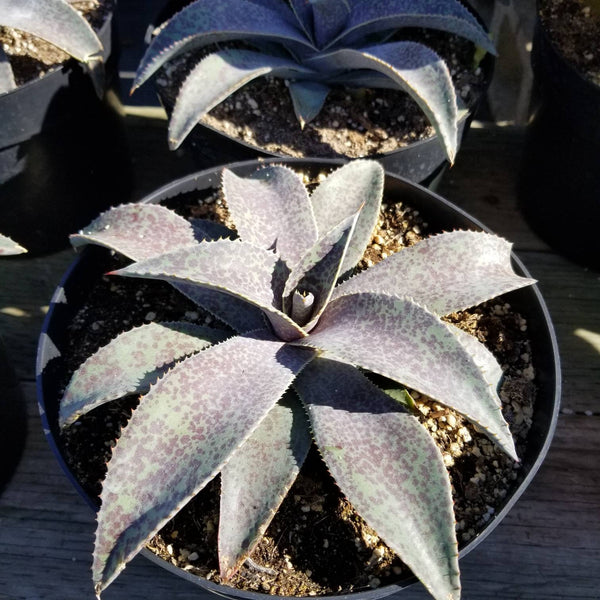 Mangave Manfrieda Barney