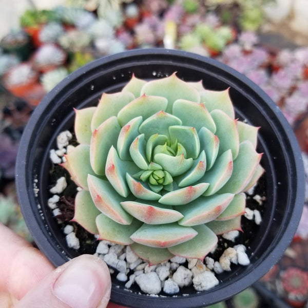Echeveria Ramillete