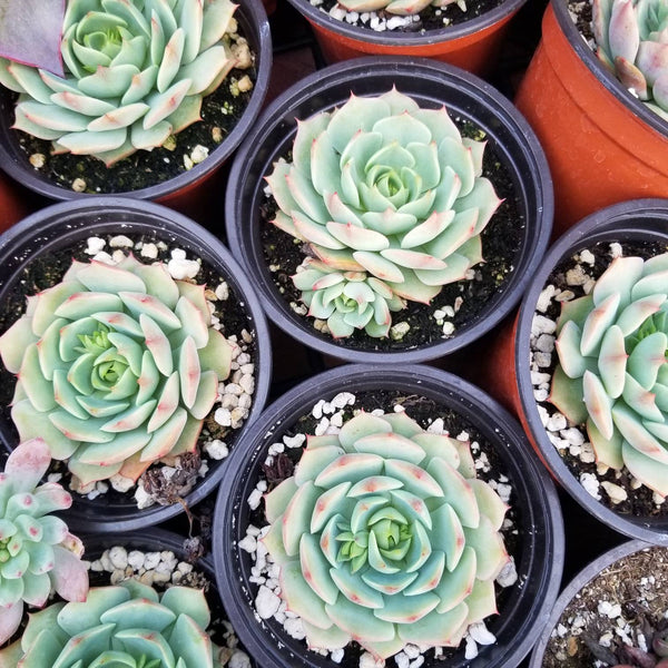 Echeveria Ramillete