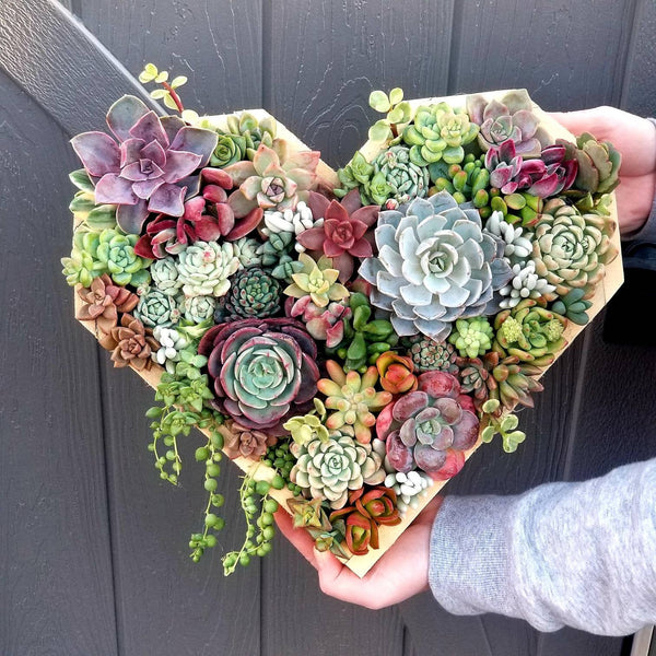 Living Succulent Heart-Shapped wooden vertical garden.