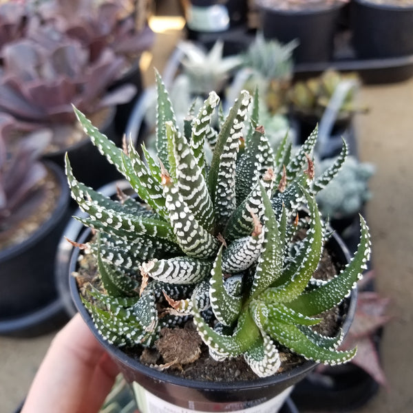 Haworthia Fasciata Zebra Plant Cluster