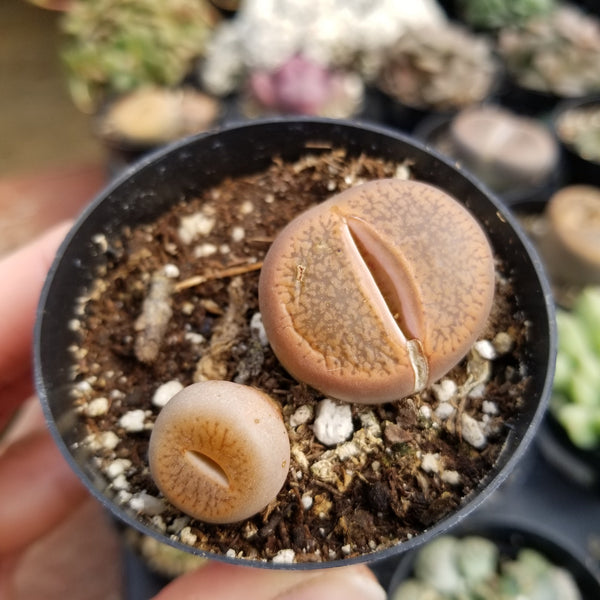 Lithops-