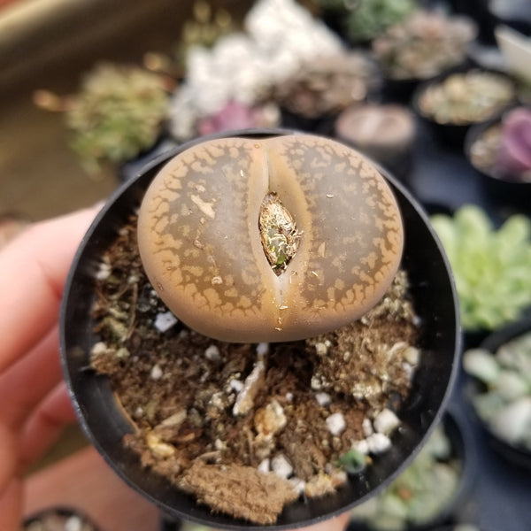 Lithops -Bronze