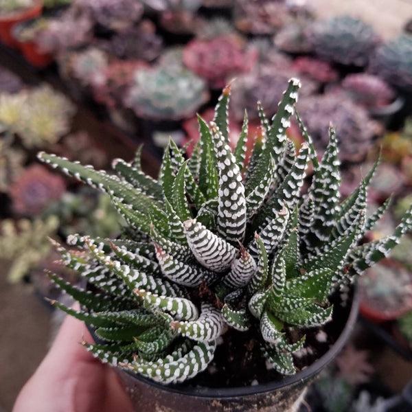 Haworthia Fasciata Zebra Plant Cluster
